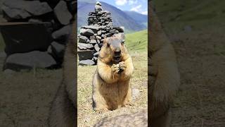 Too Cute to Handle! Himalayan Marmot Enjoying Its Snacks!#marmot #marmota #cutemarmot #cuteanimals