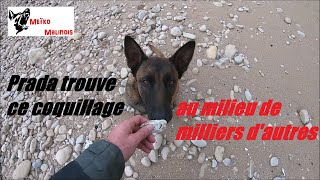 Mon Malinois réalise un Exploit