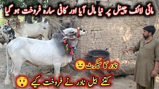 Very Beautiful Bulls For Qurbani مائی لائف چینل پر نادر نے کتنے بیل فروخت کیے || My Life Channel