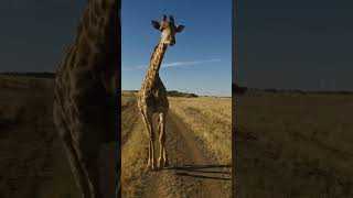 Shock Giraffes can run - Exciting Facts about the World #art #advertising #amazingfacts #artists