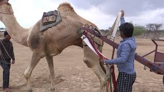 #camel  उंट को उंटगाडी में सवारी हेतु तैयार करते हुए अमीलाल Amilal preparing camel for camel cart