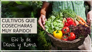 Estos son los Vegetales que crecen más rápido!! y llevan menos cuidados en el huerto!