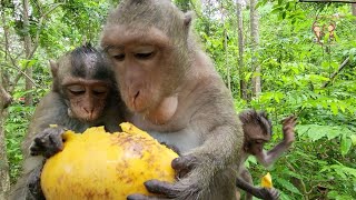 Today's the best video 🐒 (Oh Wow..! Great job monkey Jinx sharing mango to her baby like that) 🦦🌷