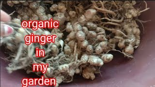 गार्डनमधून मिळाले  आलं /अद्रक | ginger harvesting in my organic garden 👍🏻