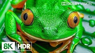 Fascinating Nature in Dolby Vision™ | 8K HDR