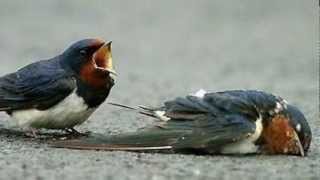 The swallows sadness of singing