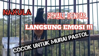 PANCINGAN SORE HARI UNTUK MURAI BATU PASTOL, DIJAMIN JADI EMOSI DAN MAU BONGKAR ISIAN!!