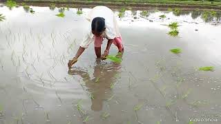 రైతే రారాజు  మా పొలంలో వరి నాట్లు🌾