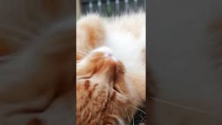 cat washes its face