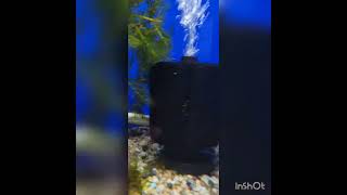 vlog of the day... #bettafishtank #bettalove #NautilusTropicalFish