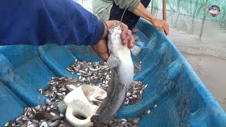 Thăm dớn mùa nước nổi dính cá trê lai gần 1 ký | Catch fish in vietnam