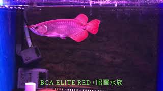 BCA ELITE RED 20公分小傢伙 身型比例一級棒