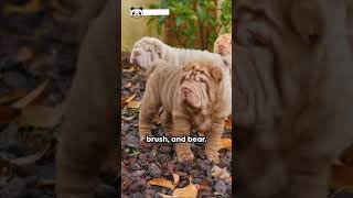 Fascinating Facts about the Chinese Shar Pei