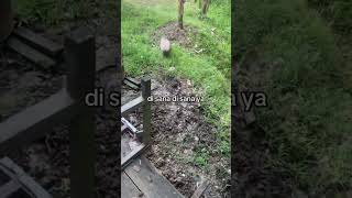 Ada Babi Siang-Siang, Cari Uang Ke Rumah Warga #babi #pig #ngepet #funny