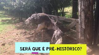 AVESTRUZ - Será que essa ave é pré-histórica?