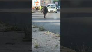 Cow joins busy traffic 🚦 this morning in #sheffield going to work perhaps!