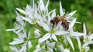 Naturgarten am 14.05.2923: Der Bärlauch eine wichtige Nektarstation für Wildbienen