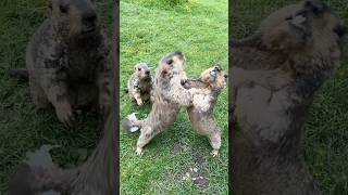 Himalayan Marmots in a Hilarious Showdown: Cookies Can't Stop This Fight!#cutemarmot #cuteanimals