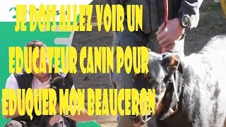 POURQUOI JE DECIDE DE VENIR VOIR UN EDUCATEUR CANIN POUR EDUQUER MON BEAUCERON