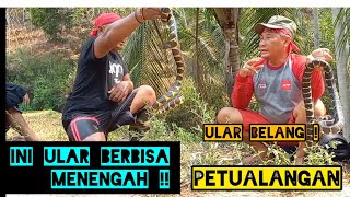 Ular Belang dipohon berbisa menengah tapi Ular Belang di tanah Mem4tik4n 😱😱 !!