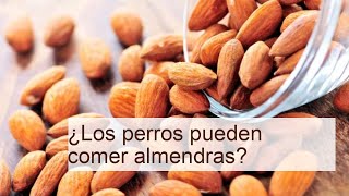 ¿Los perros pueden comer almendras? - ¡DESCÚBRELO!