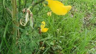 Cytisus Scoparius ⛔ (17/04/2024) Circuit de Haute Coutance