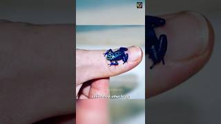 little beautiful but poisonous : blue poison dart frog #shorts #serpentshaven