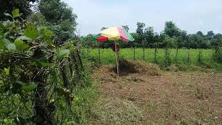 Melihat Sawah Mbah Sufi Sudimoro Kudus