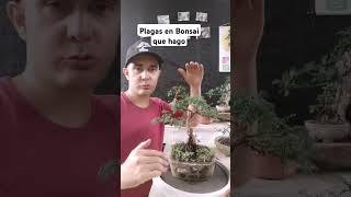 Plaga invasiva en mi Bonsai 2024