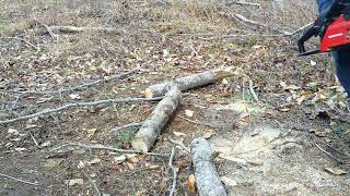 more tree felling and clearing brush