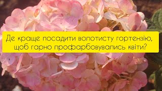 Де краще посадити волотисту гортензію?