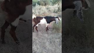 A small🐐🐐 goat is eating leaves in the desert