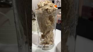 Sourdough starter feeding - whole wheat #sourdough #starter #bread