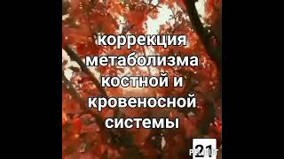 💥Матрица Гаряева .(2часть.)Регенерация костей, мышц и кровеносной системы .