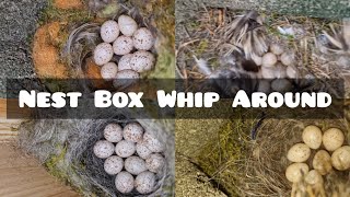 Beautiful Birds Nests In The Nest boxes!