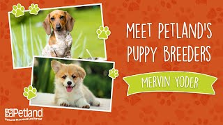 Everything Puppies - Petland Breeder Vlog Mervin Yoder - Short Version (2019)