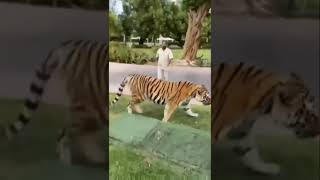 don't mess with me #animals #shorts #beautiful #love #dangerous #fight #tiger