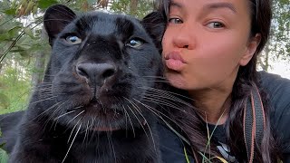 Luna the panther is a helper in all matters😁 A day of pleasant news☺️(ENG SUB)