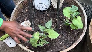 Planting Flowers, Plants, Vegetables + Courtyard is Finished and Decorated, Fountain’s Running…