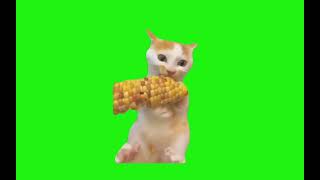 〖Cat Memes〙 Cat Memes Green Screens for you!: UPDATED | read desc