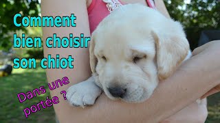 Comment bien choisir son chiot dans une portée ?