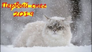 Первый снег 2019