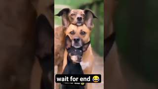 Dog poj #shortvideo#fannyvideo #trending