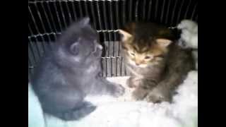 FUNNY Cute baby kittens boxing