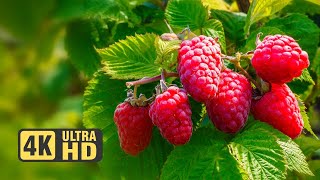 Fruit Garden 4k Video || Different fruits in the same garden