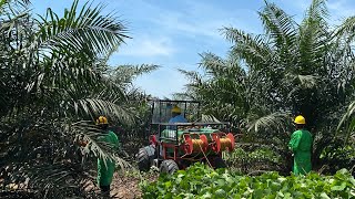 BELAJAR LANGSUNG DARI AHLINYA | FIELDTRIP KEBUN KELAPA SAWIT