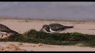 Turnstone “Arenaria interpres"