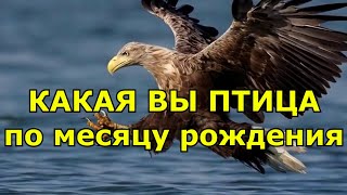 Какая птица - ваше второе «Я» по дате рождения?