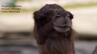 Camel (Camelus) Animal - Dromedary