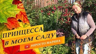 Многолетники. Лилии в саду. Разделить и приумножить.